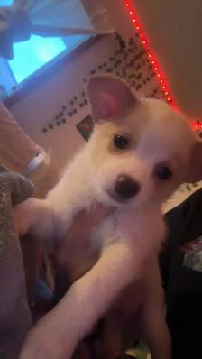 Pomeranian x chihuahua puppies