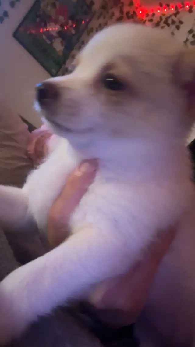 Pomeranian x chihuahua puppies - Photo 2