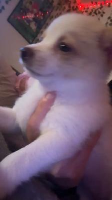 Pomeranian x chihuahua puppies - Photo 2