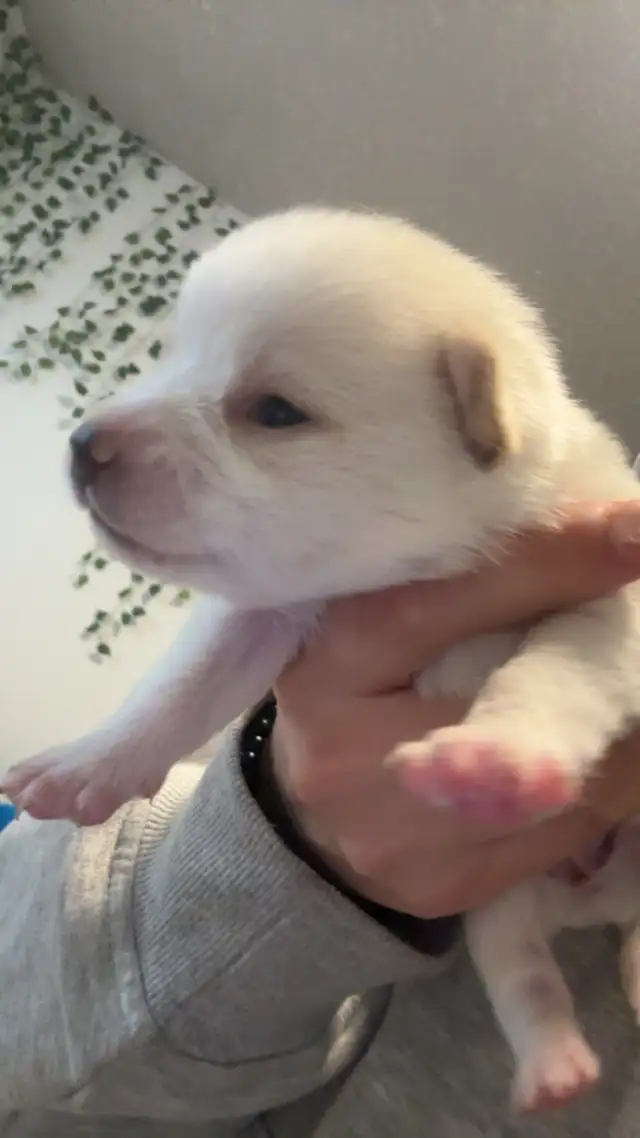Pomeranian x chihuahua puppies - Photo 3