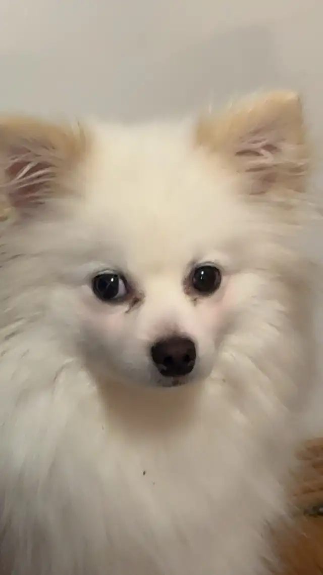 Pomeranian x chihuahua puppies - Photo 5