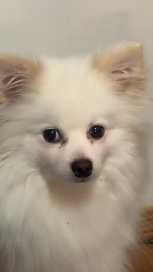 Pomeranian x chihuahua puppies - Photo 5