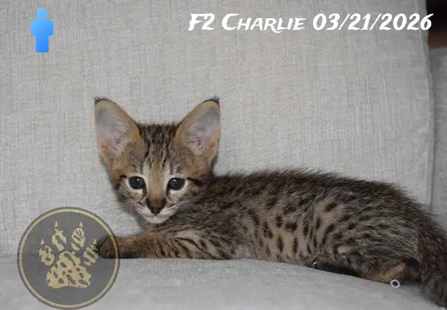 F2/F3 Savannah kittens and cats