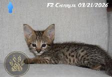 F2/F3 Savannah kittens and cats