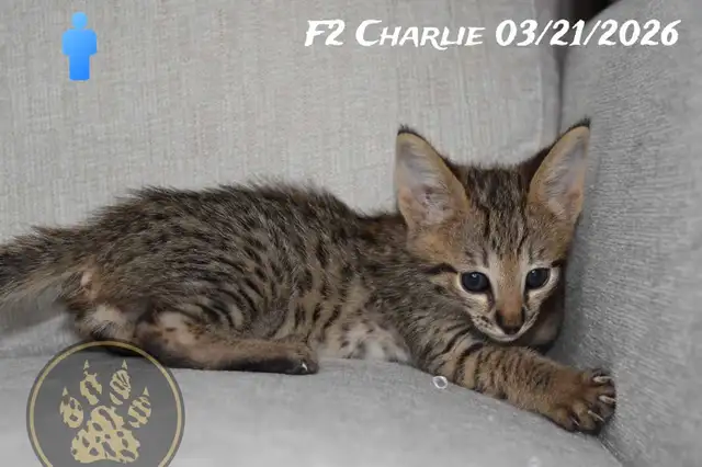 F2/F3 Savannah kittens and cats - Photo 2