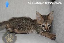 F2/F3 Savannah kittens and cats - Photo 2