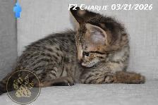 F2/F3 Savannah kittens and cats - Photo 3