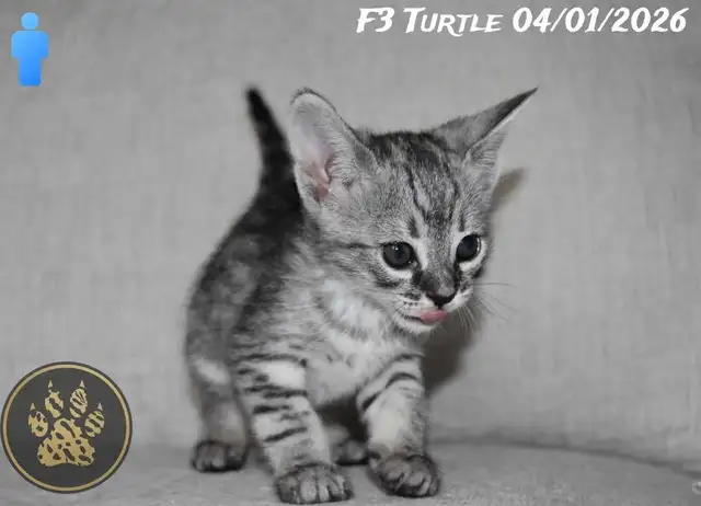 F2/F3 Savannah kittens and cats - Photo 4