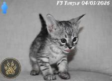 F2/F3 Savannah kittens and cats - Photo 4