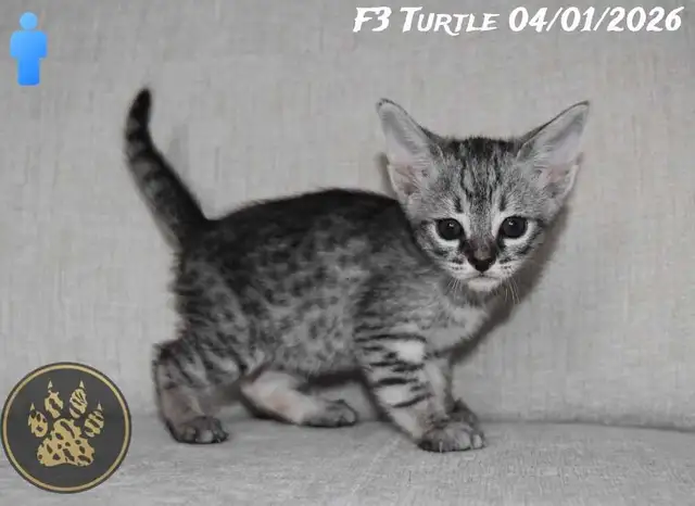 F2/F3 Savannah kittens and cats - Photo 5