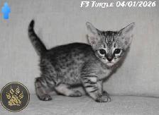 F2/F3 Savannah kittens and cats - Photo 5