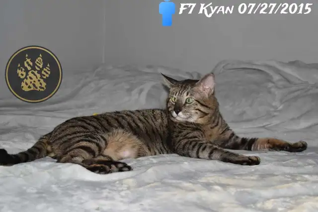 F2/F3 Savannah kittens and cats - Photo 6