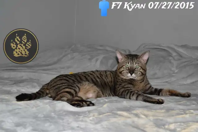 F2/F3 Savannah kittens and cats - Photo 7