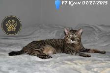 F2/F3 Savannah kittens and cats - Photo 7