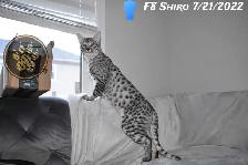 F2/F3 Savannah kittens and cats - Photo 8