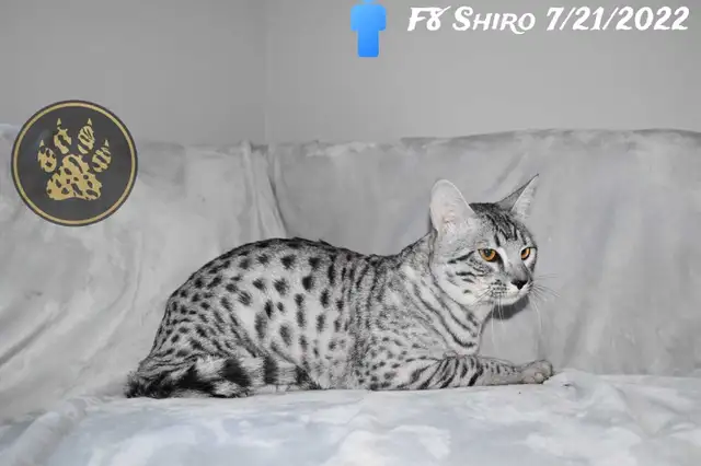 F2/F3 Savannah kittens and cats - Photo 9