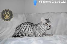 F2/F3 Savannah kittens and cats - Photo 9