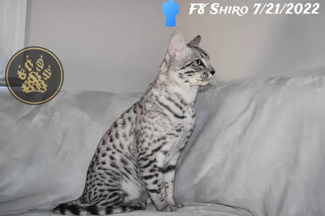 F2/F3 Savannah kittens and cats - Photo 10