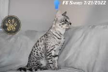 F2/F3 Savannah kittens and cats - Photo 10