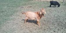 Boer Buck