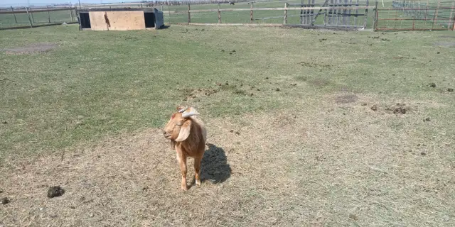 Boer Buck - Photo 2