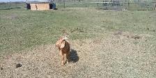 Boer Buck - Photo 2