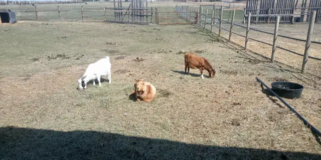 Boer Buck - Photo 3