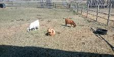 Boer Buck - Photo 3