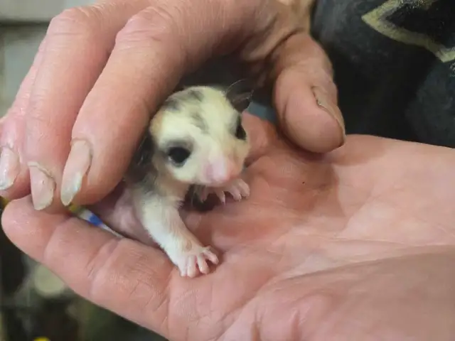 sugar glider Joey's