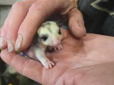 sugar glider Joey's