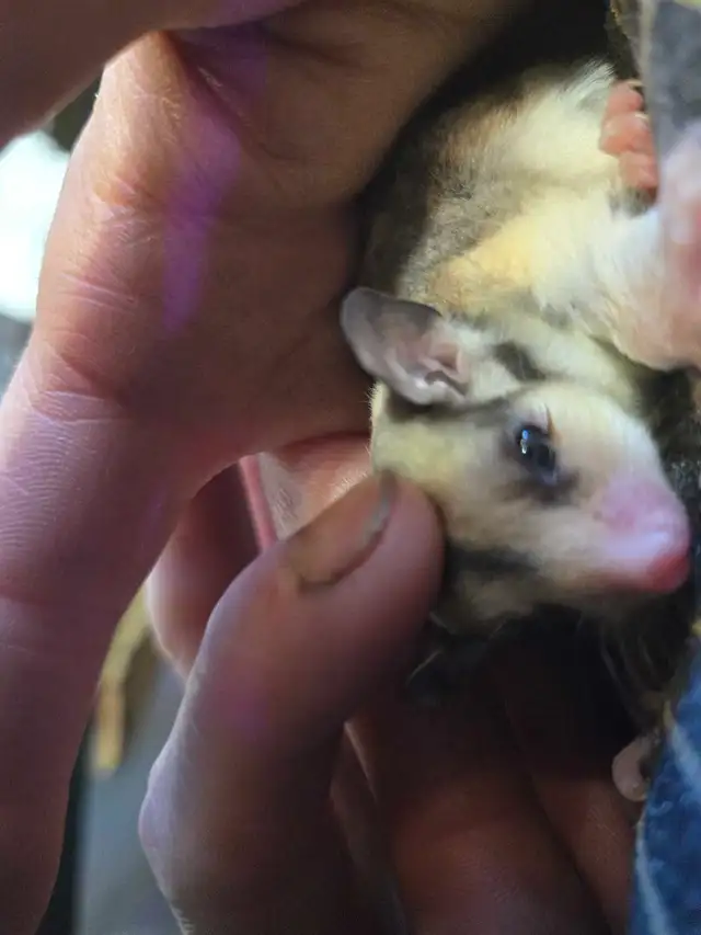 sugar glider Joey's - Photo 3