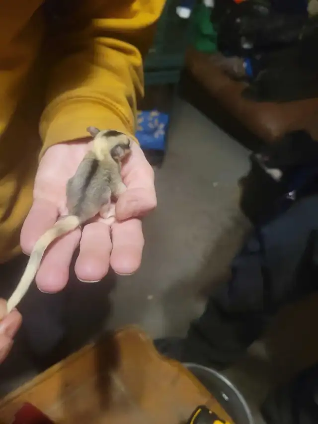 sugar glider Joey's - Photo 4