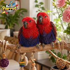 Bébés Conures Mooncheek Doux, Affectueux Belles Couleurs Rares - Photo 6