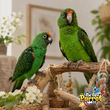 Bébés Conures Mooncheek Doux, Affectueux Belles Couleurs Rares - Photo 7