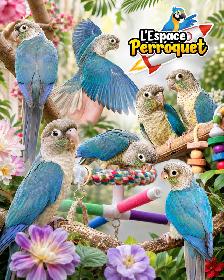 ⭐⭐ Bébé Conure Yellowside facteur rouge ⭐⭐ @The Parrot Space - Photo 4