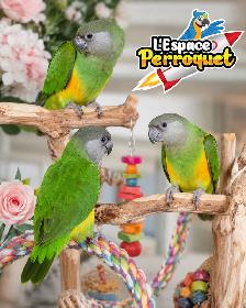 ⭐⭐ Bébé Conure Yellowside facteur rouge ⭐⭐ @The Parrot Space - Photo 6
