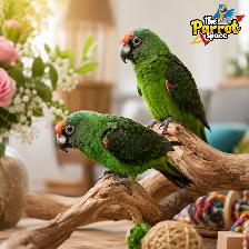 ⭐⭐ Bébé Conure Yellowside facteur rouge ⭐⭐ @The Parrot Space - Photo 8