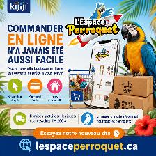 ⭐⭐ Bébé Conure Yellowside facteur rouge ⭐⭐ @The Parrot Space - Photo 10