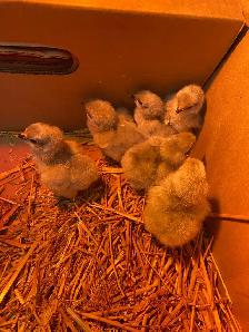 lavender Orpington chicks