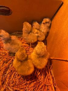 lavender Orpington chicks - Photo 3