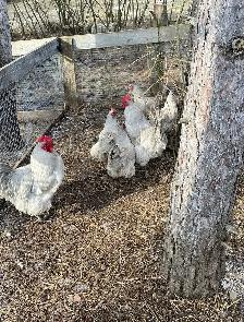lavender Orpington chicks - Photo 6