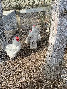 lavender Orpington chicks - Photo 9