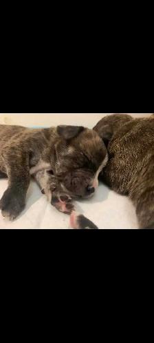 Purebred pitbull puppies