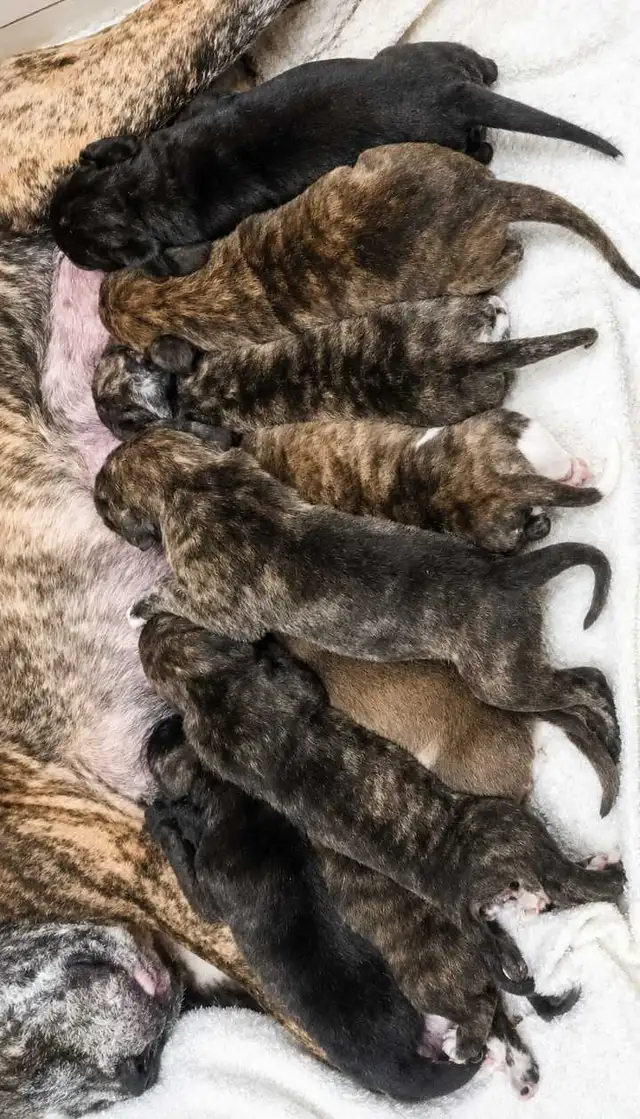 Purebred pitbull puppies - Photo 2