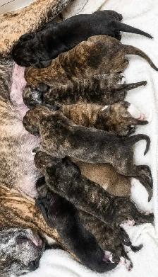 Purebred pitbull puppies - Photo 2