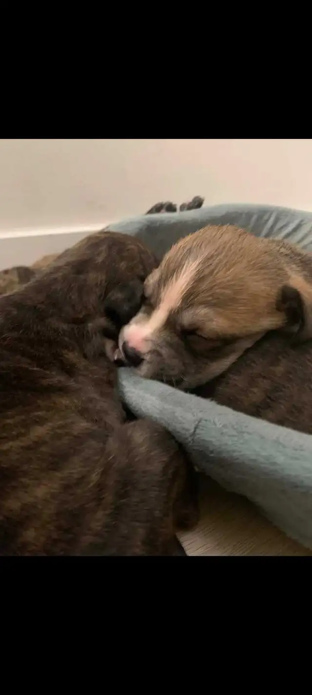 Purebred pitbull puppies - Photo 3