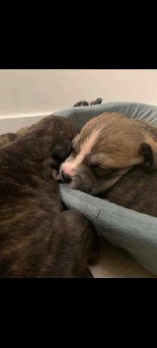 Purebred pitbull puppies - Photo 3
