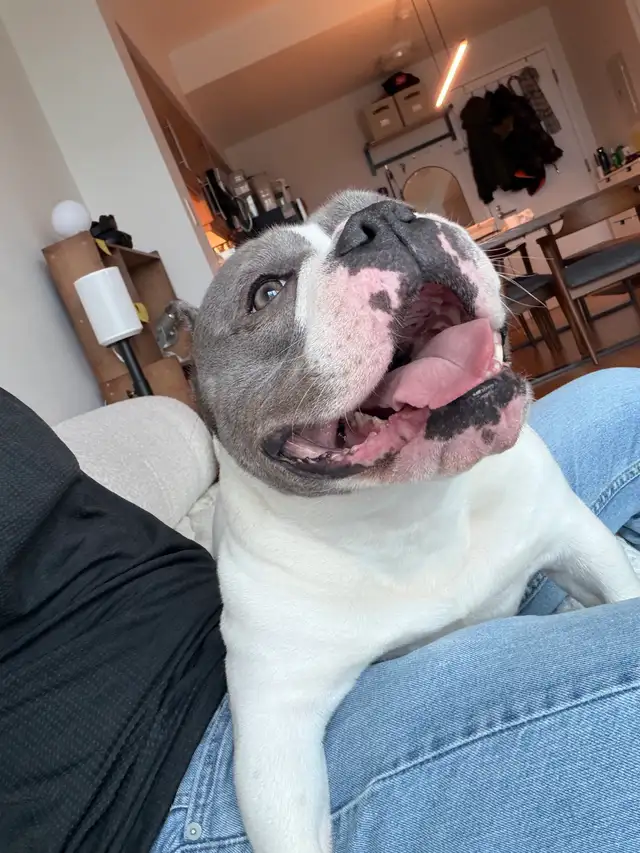 Female dog looking for a forever home