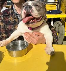 Female dog looking for a forever home - Photo 2
