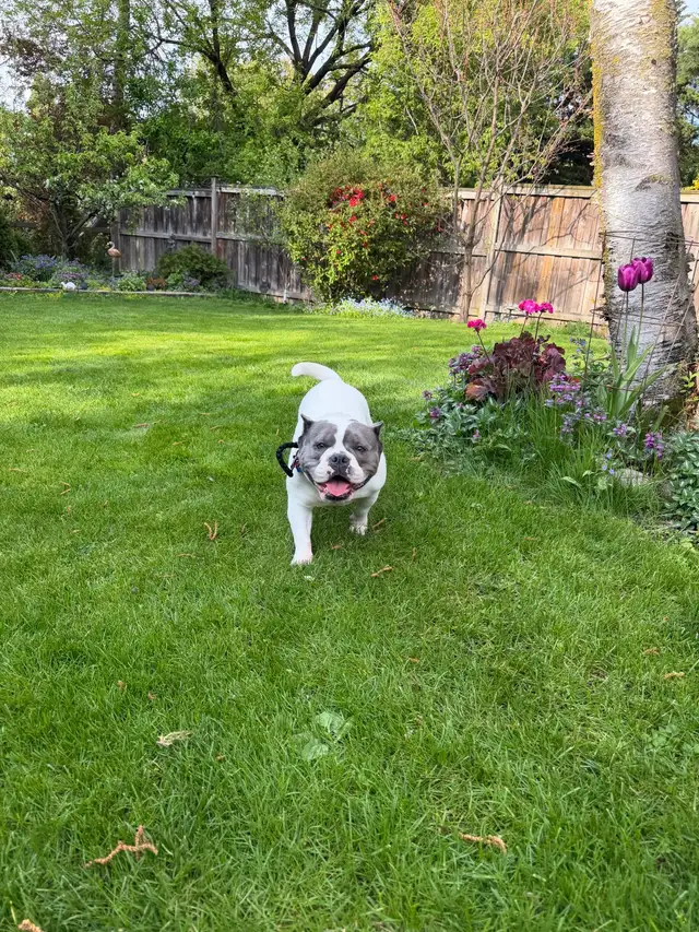 Female dog looking for a forever home - Photo 5